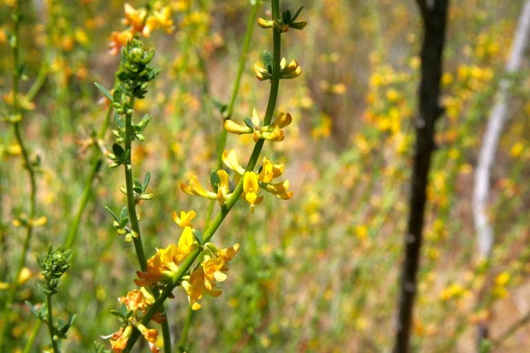 Common Deerweed