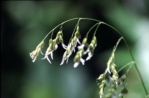 Vanilla Grass