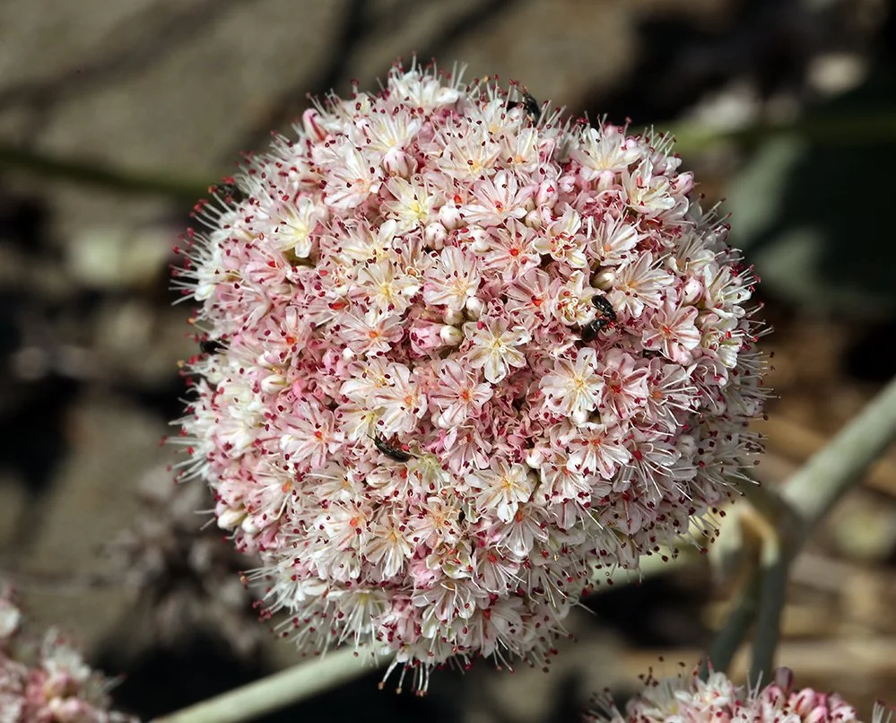 Coast Buckwheat