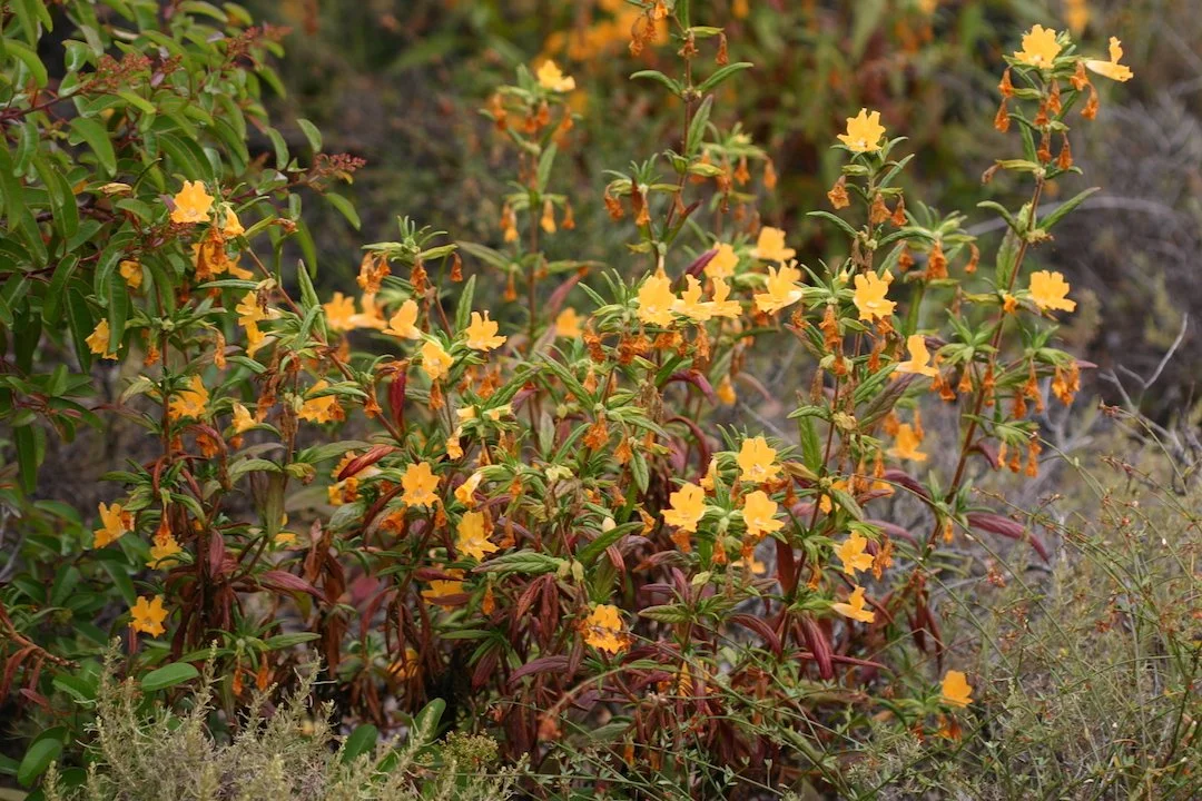 Sticky Monkeyflower