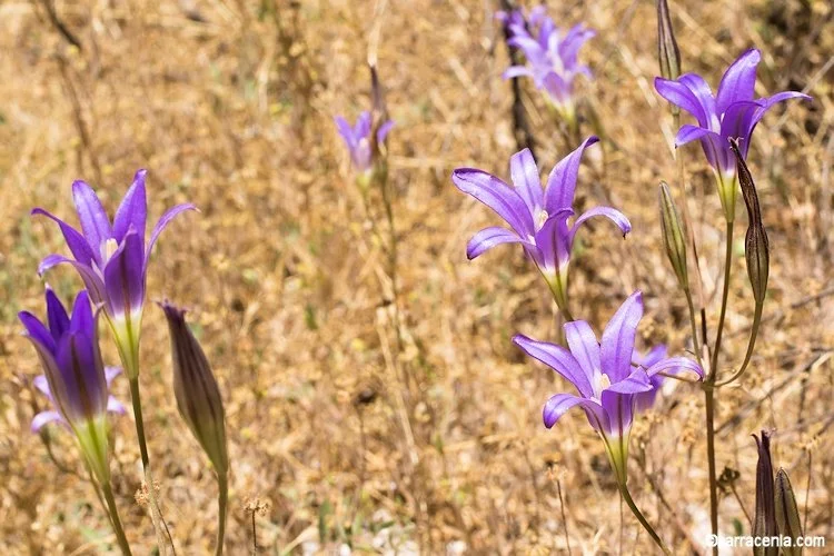 Harvest Brodiaea