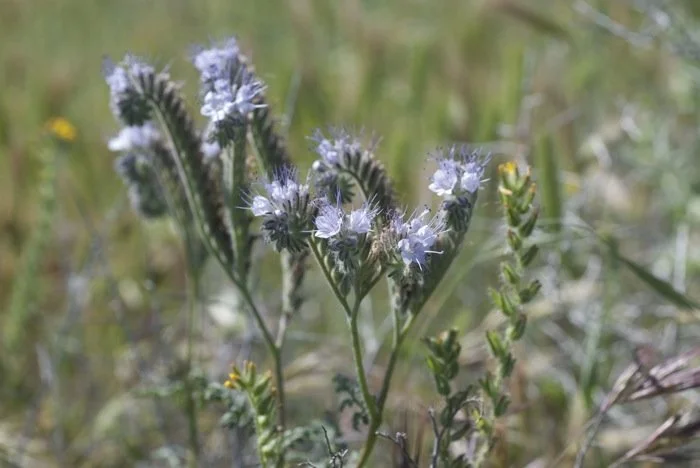 Lacy Phacelia