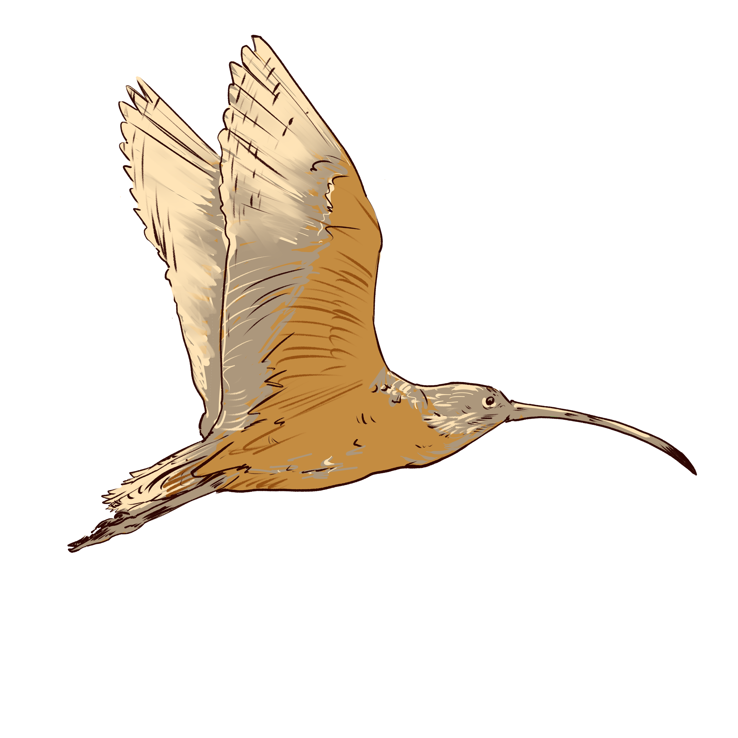 Curlew Magnet