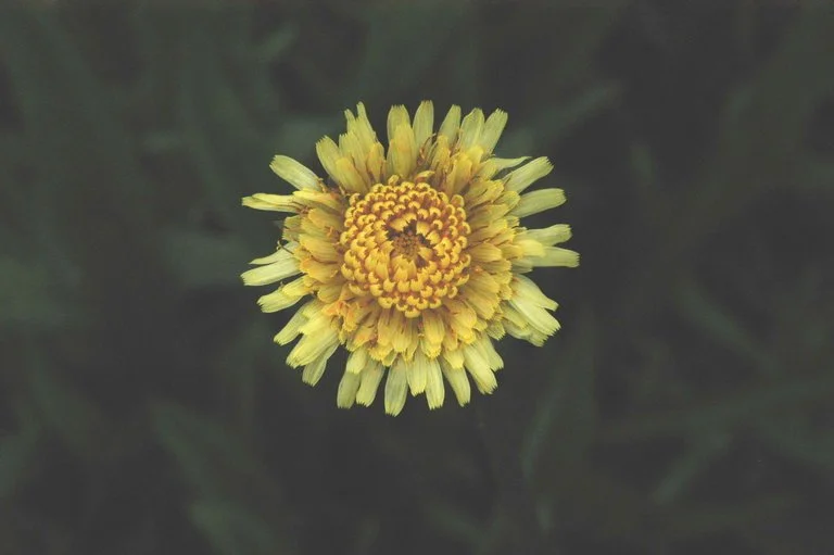 California Dandelion