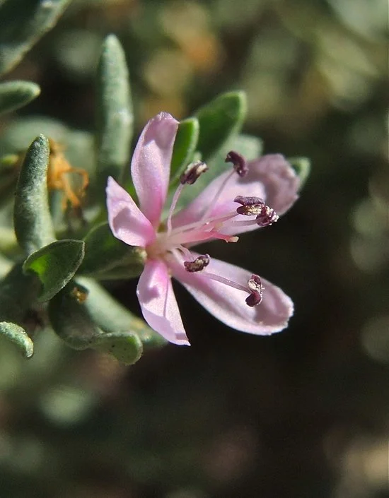 Alkali Heath