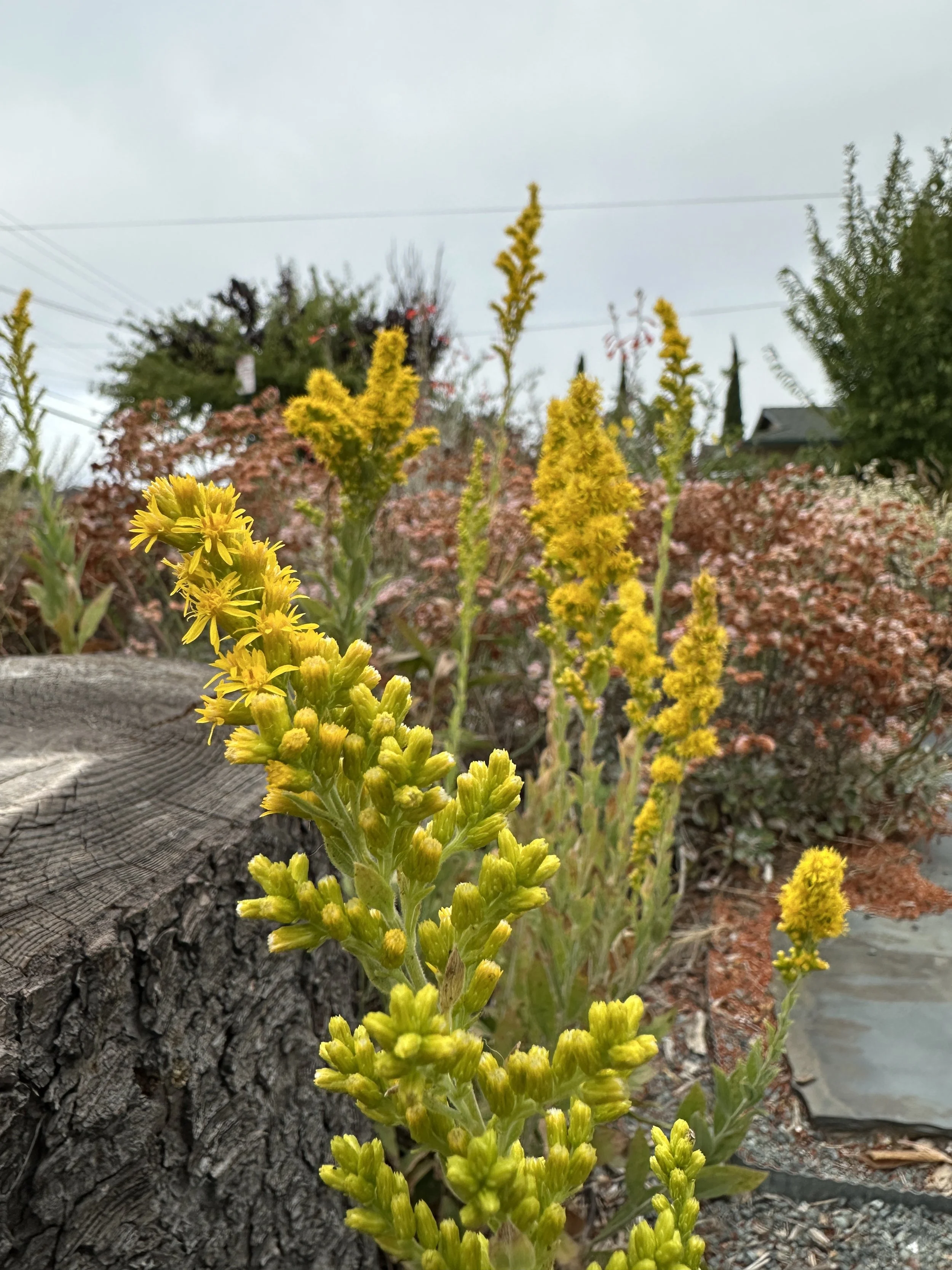 goldenrod2.JPG