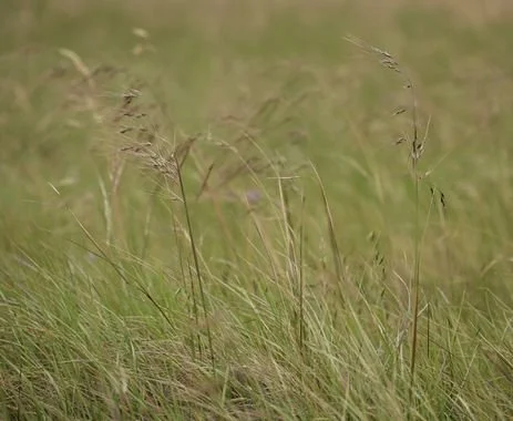 Purple Needlegrass