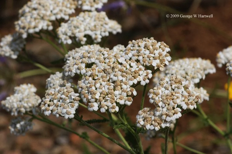 Common Yarrow