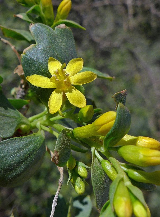 Golden Currant