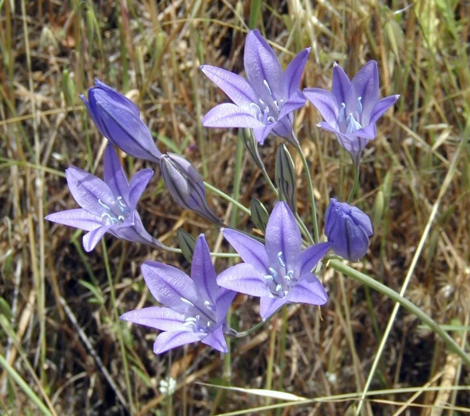 Ithuriel's Spear