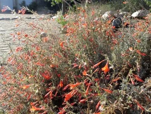 California Fuchsia