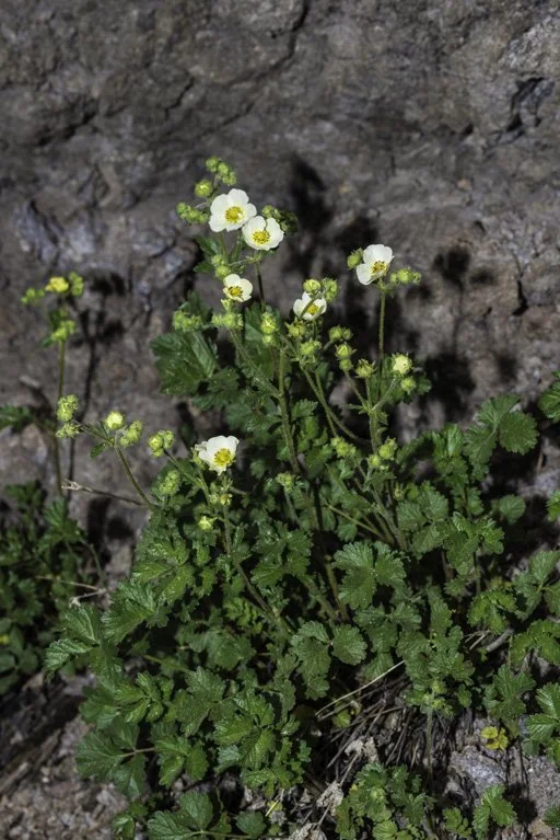 Sticky Cinquefoil copyright Gerald and Buff Corsi.jpeg