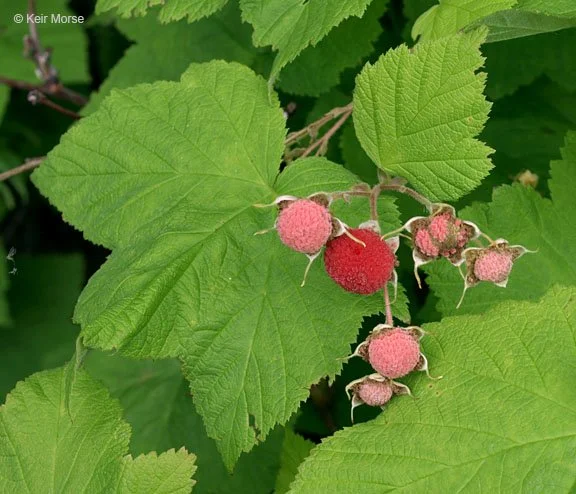 Thimbleberry