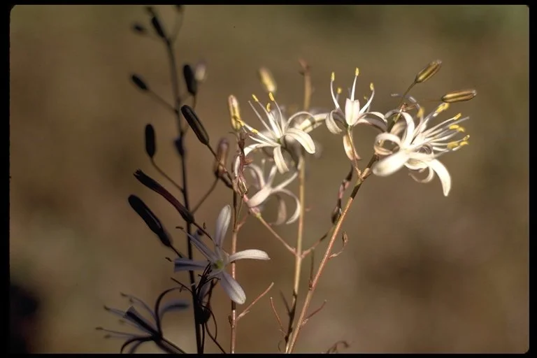 Soap Plant