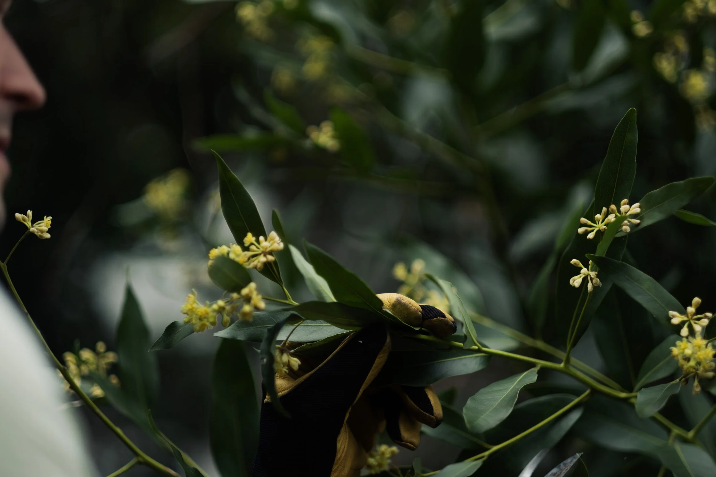 California Laurel