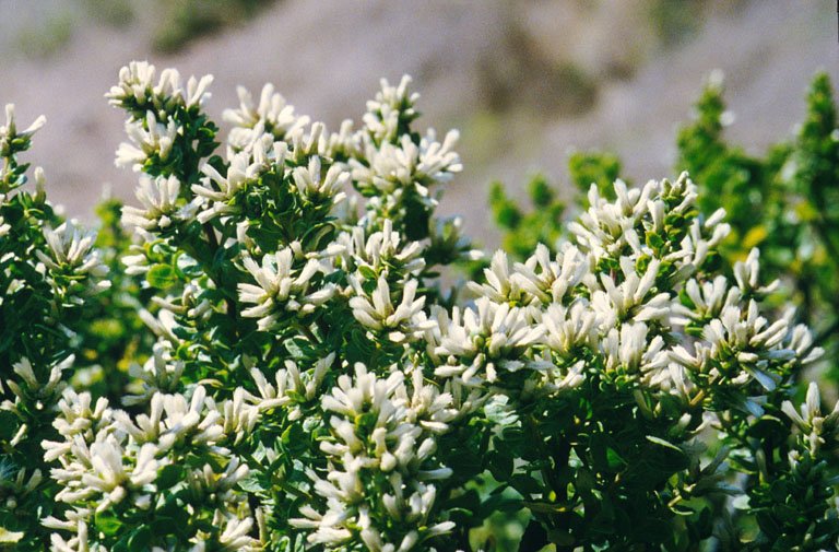 Coyote Brush