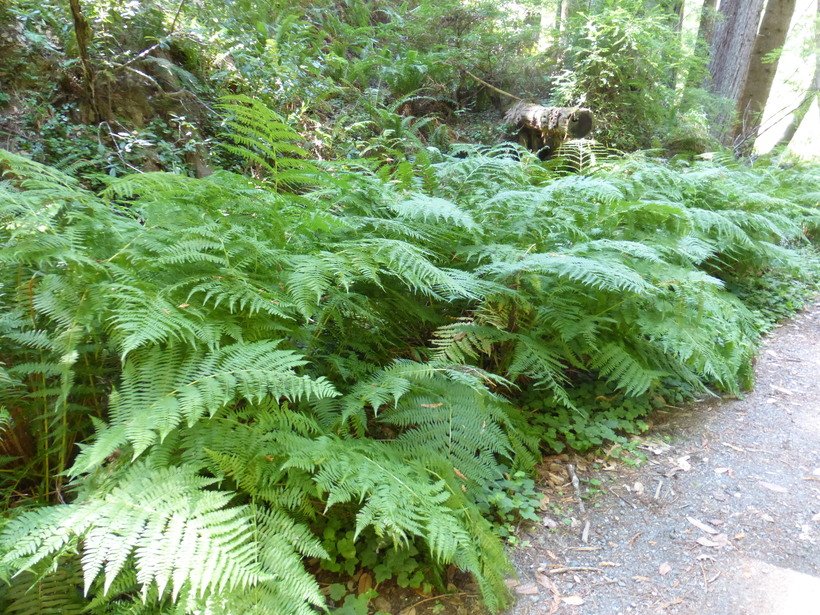 Common Ladyfern