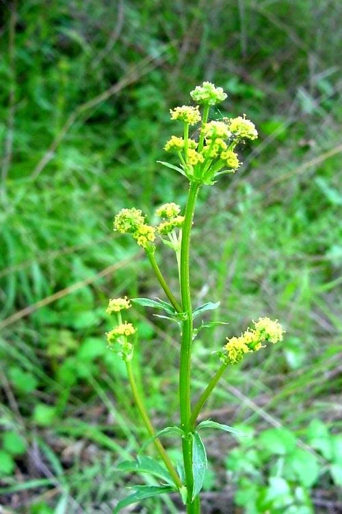 Pacific Sanicle