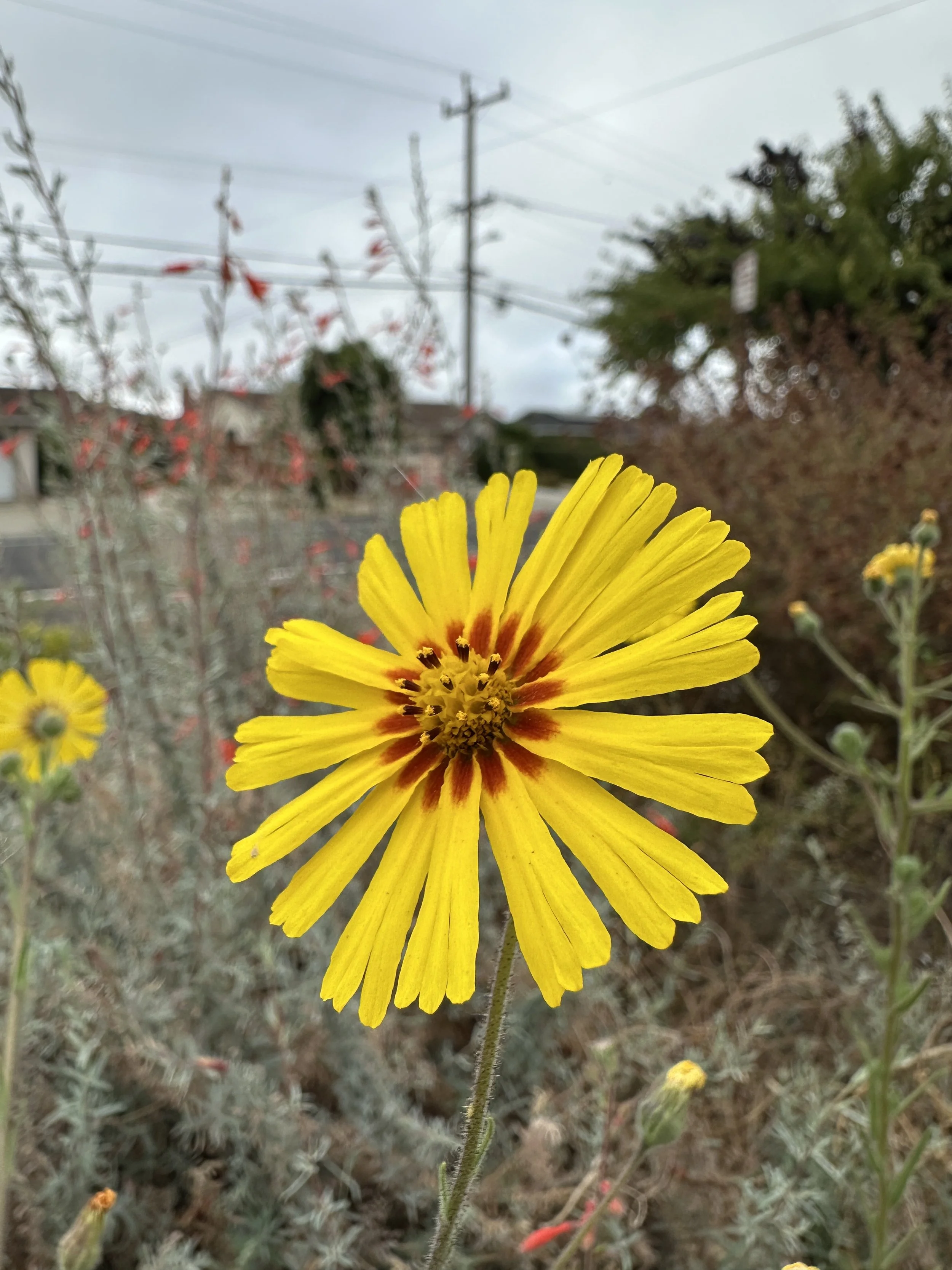 elegant tarweed 2.JPG