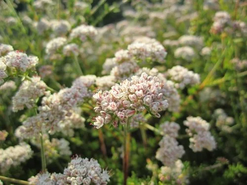 California Buckwheat