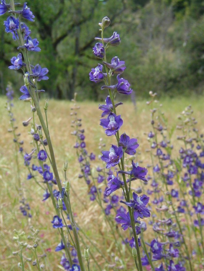 Western Larkspur