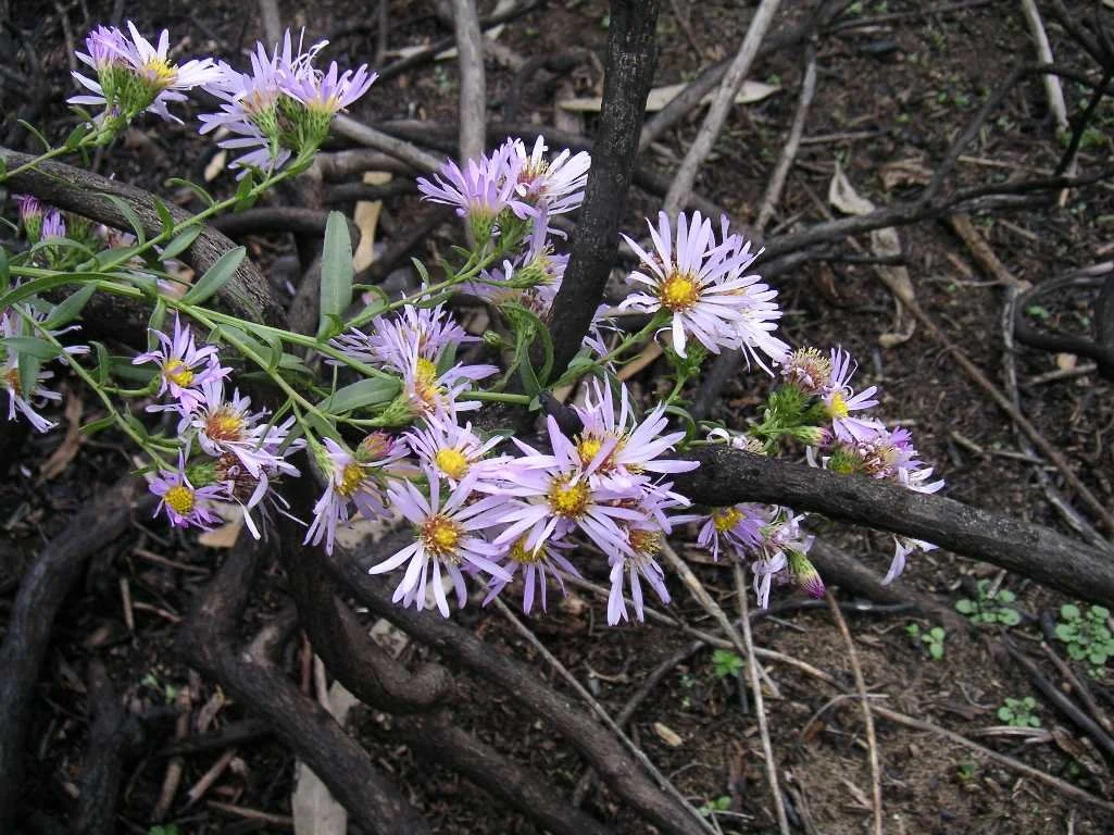 California Aster