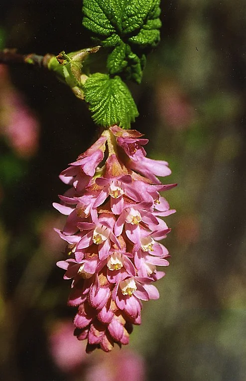 Pink-flowering Currant