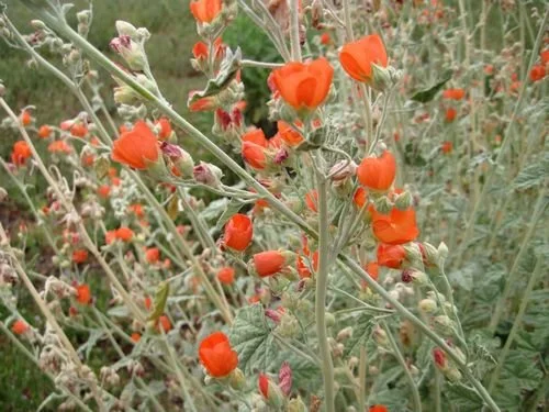 Desert Globemallow