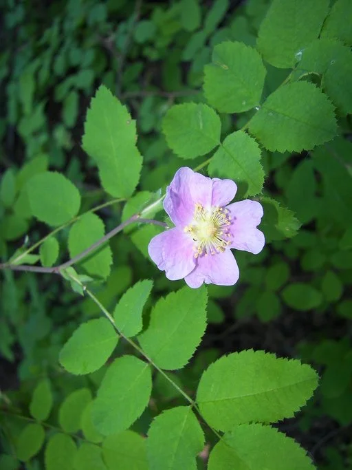 Wood Rose