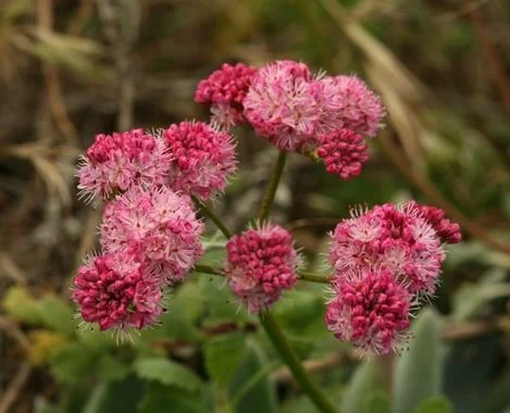 Red-flowered Buckwheat