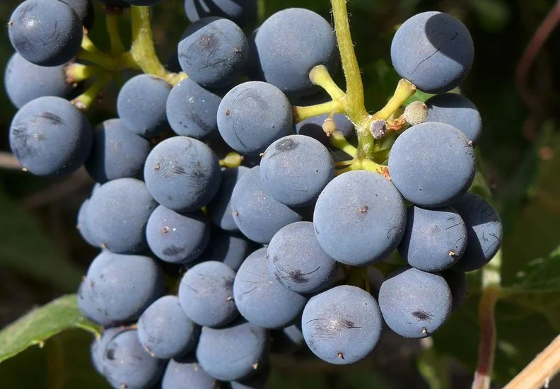 california grapes.jpeg