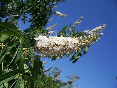 California Buckeye