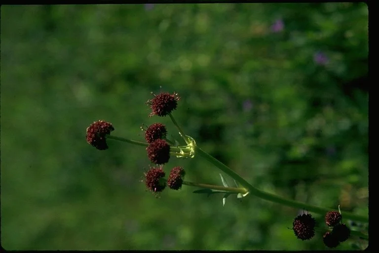 Snakeroot