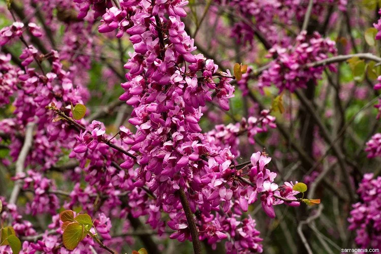 Western Redbud