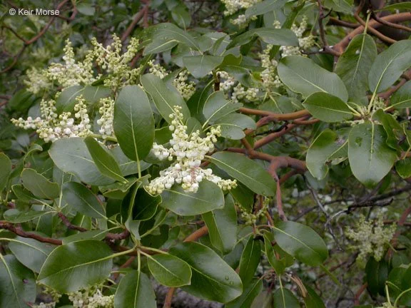 Pacific Madrone