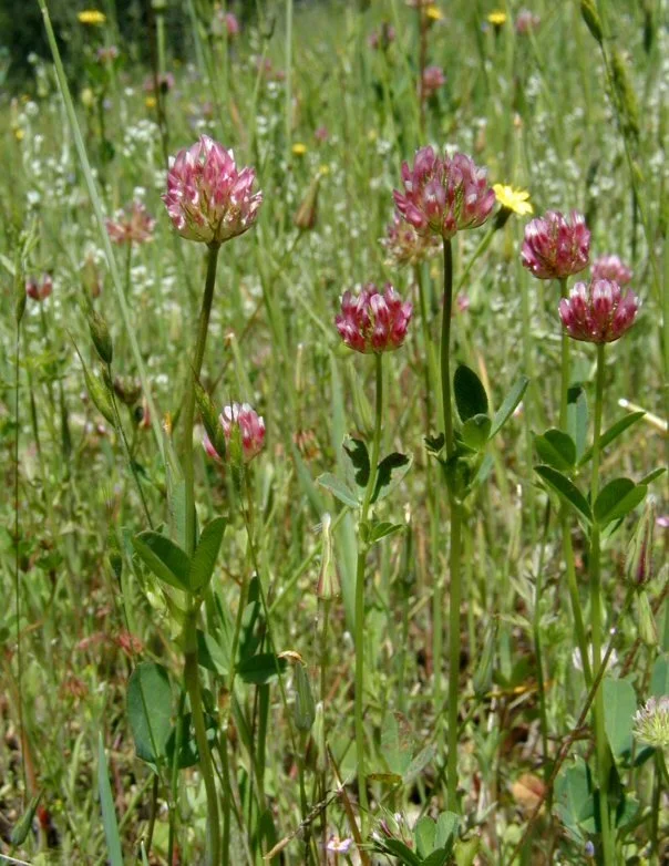 foothill clover.jpeg