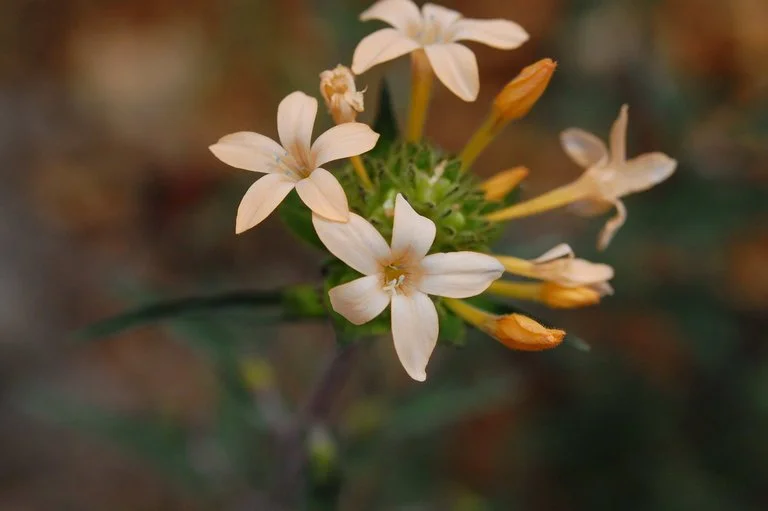 Large Flowered Collomia