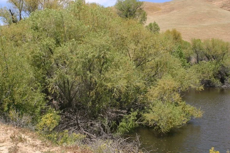 Arroyo Willow