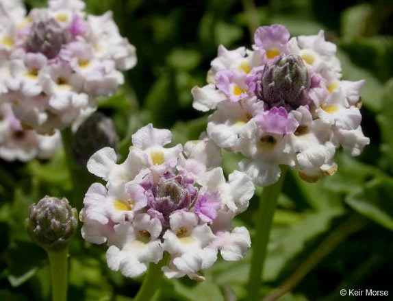 Common Lippia