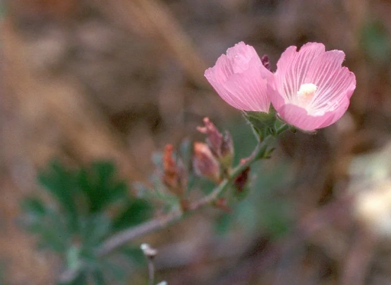 Checker Bloom