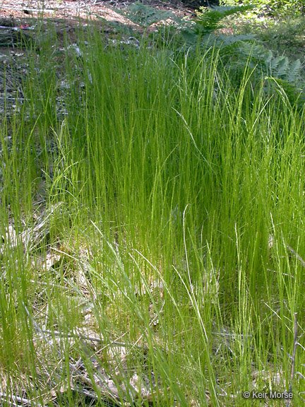 Hairgrass