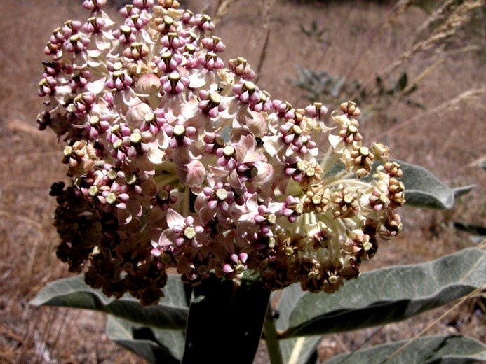 Woollypod Milkweed