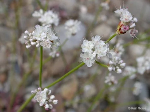 Nude Buckwheat