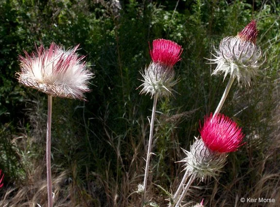 Cobweb Thistle