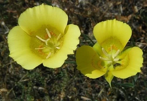 Yellow Mariposa Lily