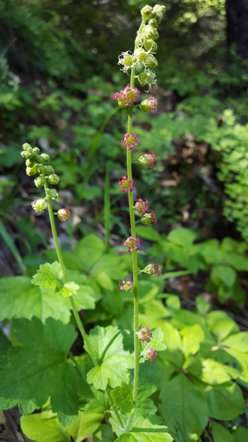 Bigflower Tellima/Fringecups