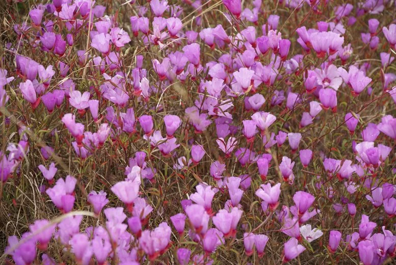Ruby Chalice Clarkia