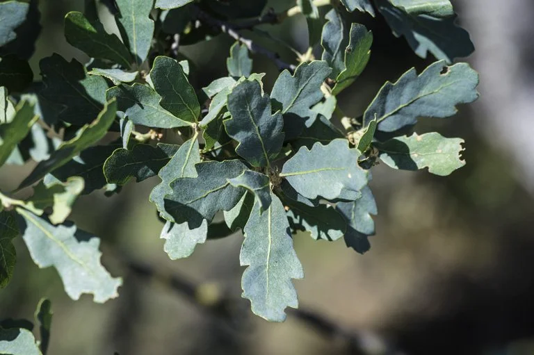 Blue Oak