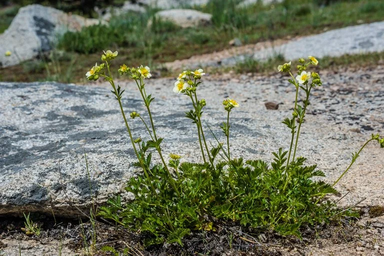 sticky cinquefoil.jpeg