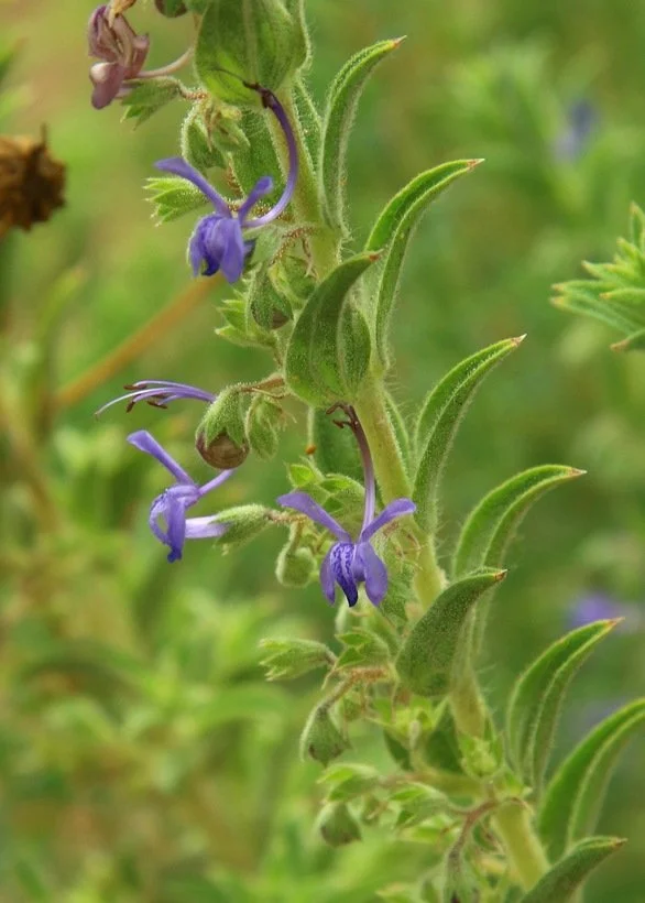 Vinegarweed